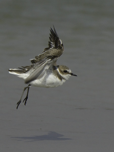 Mustajalkatylli, Kentish Plover, Charadrius alexandrinus